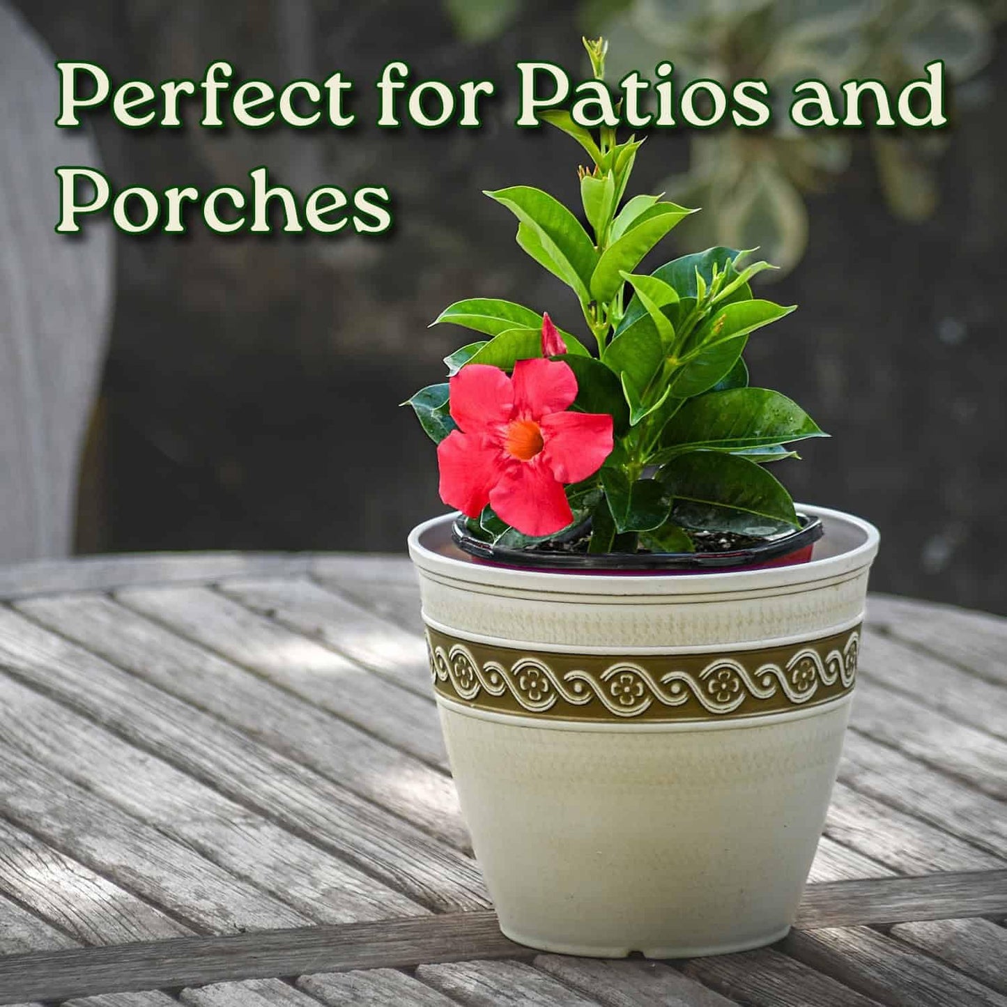 Coral Dipladenia Bush - 14 inch Overall Height, 1 Gallon - Live Flower Plant - Tropical Plants of Florida