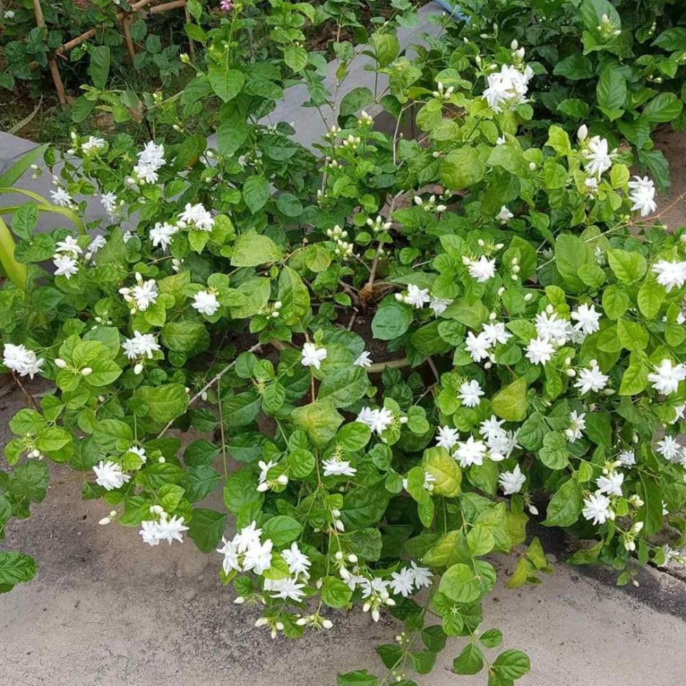 Live White Jasmine Plant 4–8 Inches Tall, Jasmine Sambac Plants, Fragrant Flower Vine Live Plant Indoor Outdoor Garden