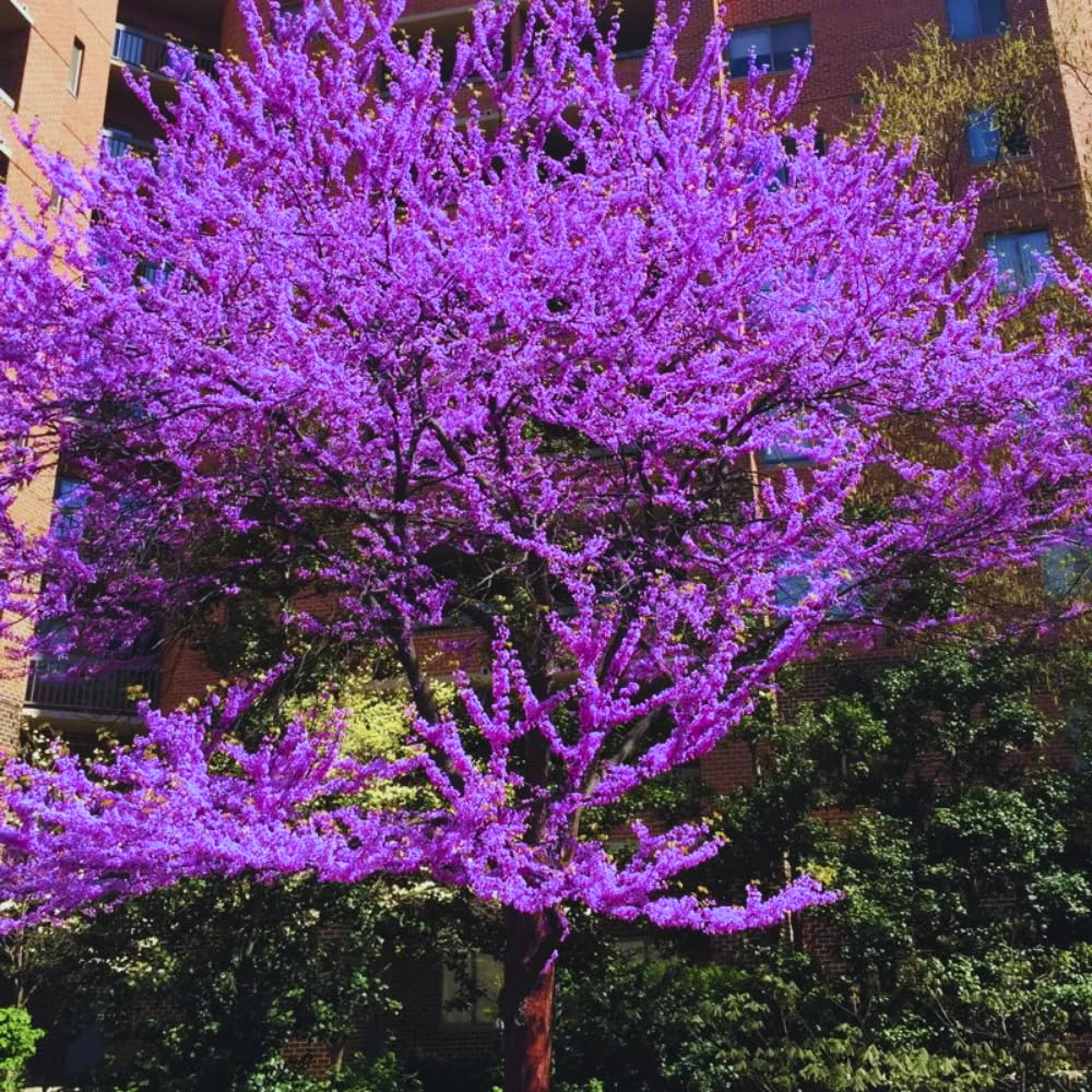 Cold Hardy Purple Pink Redbud Tree Live Plant in Quart Pot, Eastern Red Bud Plants, Vibrant Spring Blooms in Zones 4 to 9, No Leaf in Winter
