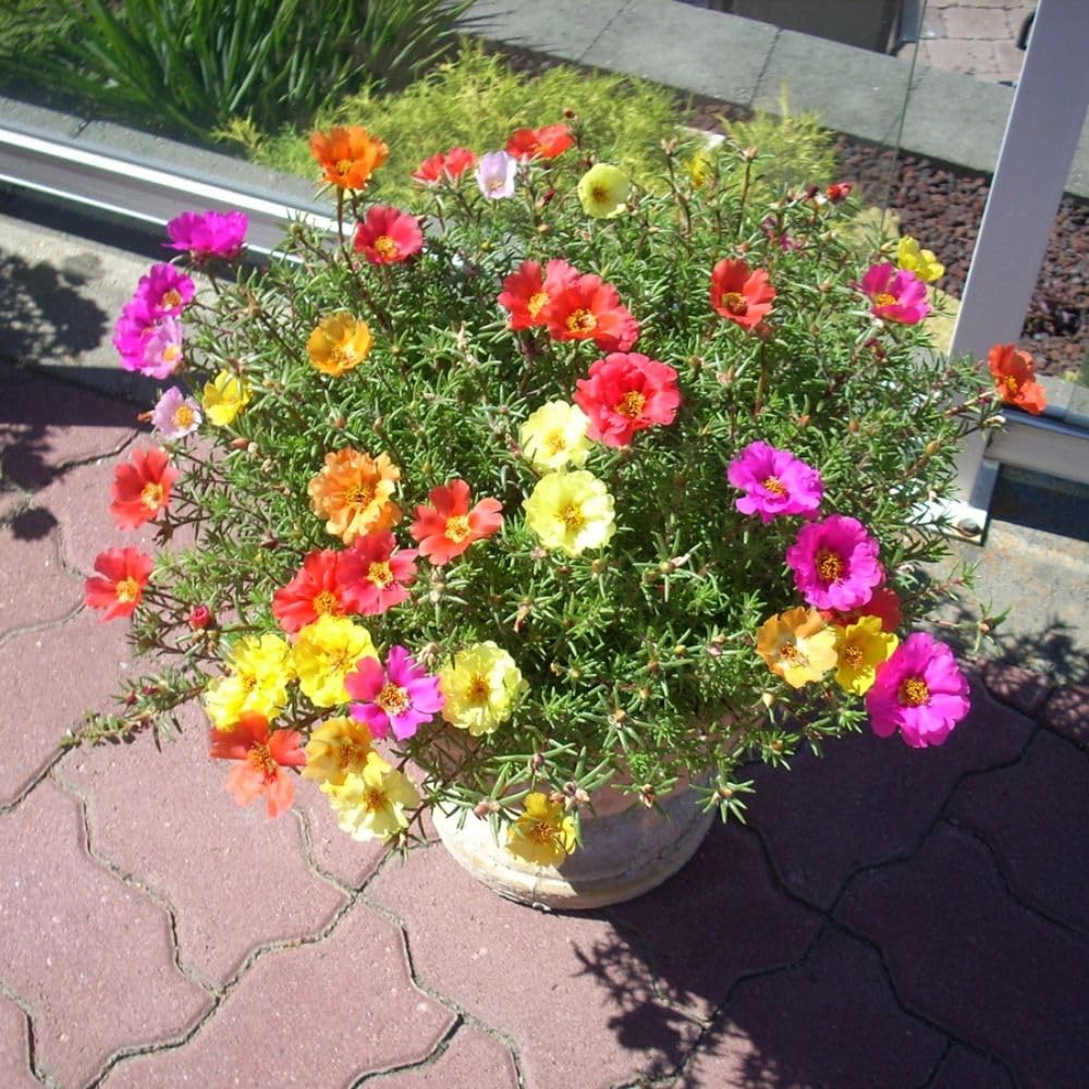 Set 4 Mix Portulaca Live Plant, 4-6 Inch Tall, Moss Rose Plants Live, Rare Portulaca Plants for Growing Indoor Outdoor