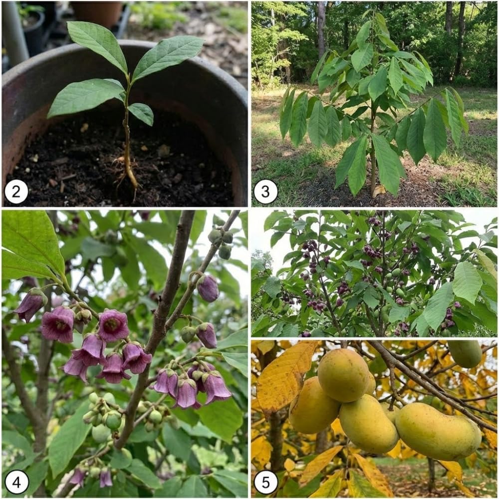 2 Pawpaw Live Plants, 12-24 Inch Tall, Asimina Triloba Native Fruit Trees, Deciduous Tropical Tree for Backyard, Dormant Plant