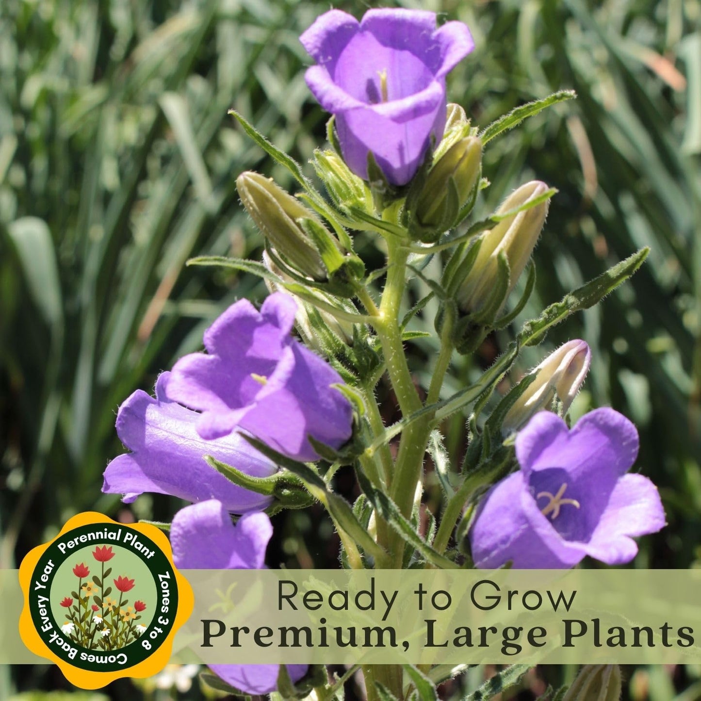 Clovers Garden Campanula (Bellflower) Rapido Blue Plants – Two (2) Live Plants – Non-GMO - Not Seeds - Each 3" to 6" Tall – in 4" Inch Pots – Perennial, Hummingbird & Bee Favorite