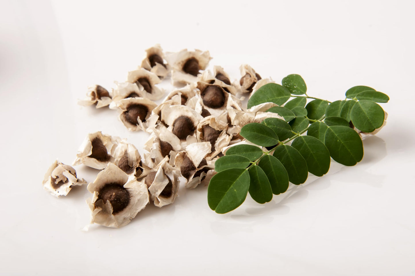 Moringa Tree Live Moringa Plant with Moringa Seeds, Non GMO, Organically Grown Moringa Tree Seedling with Moringa Seeds, Live Moringa Plant