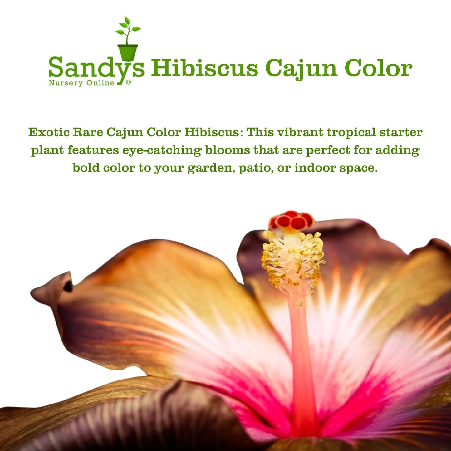 Hibiscus Cajun Color Live Plant – Tropical Flowering Shrub – BlackBerry Jam Starter Plant Hibiscus Hybrid for Garden or Patio – Exotic Flowers, Hibiscus Starter Plant