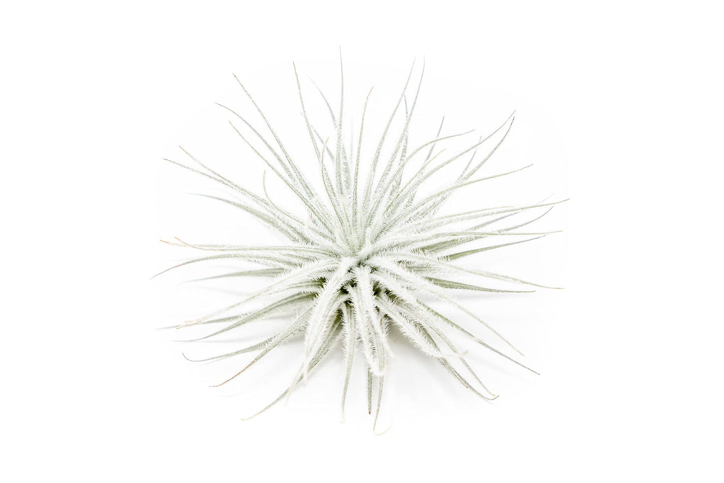 Large Tectorum Ecuador Air Plant - Live Tillandsia Succulent House Plants - Available in Wholesale and Bulk - Home and Garden Decor - Easy Care Indoor and Outdoor Plants (Large-1 PC)