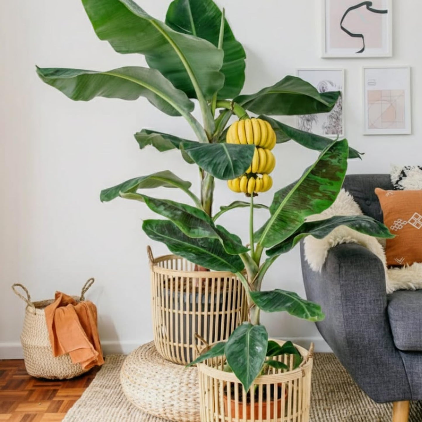 Dwarf Cavendish Banana Tree Live Plant, Cold Hardy Banana Plant Live, Tropical Banana Fruit Seedling, Well Rooted 4-8 Inch Tall