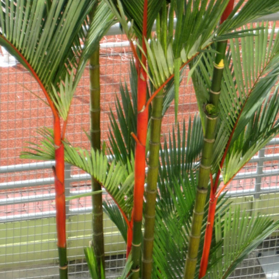Live Palm Tree Plant in 3 Gallon Pot, Large Fully Rooted Size, Ready to Plant for Home Décor Indoor Outdoor Landscape, Rare Palm Trees, Red Lipstick Palm