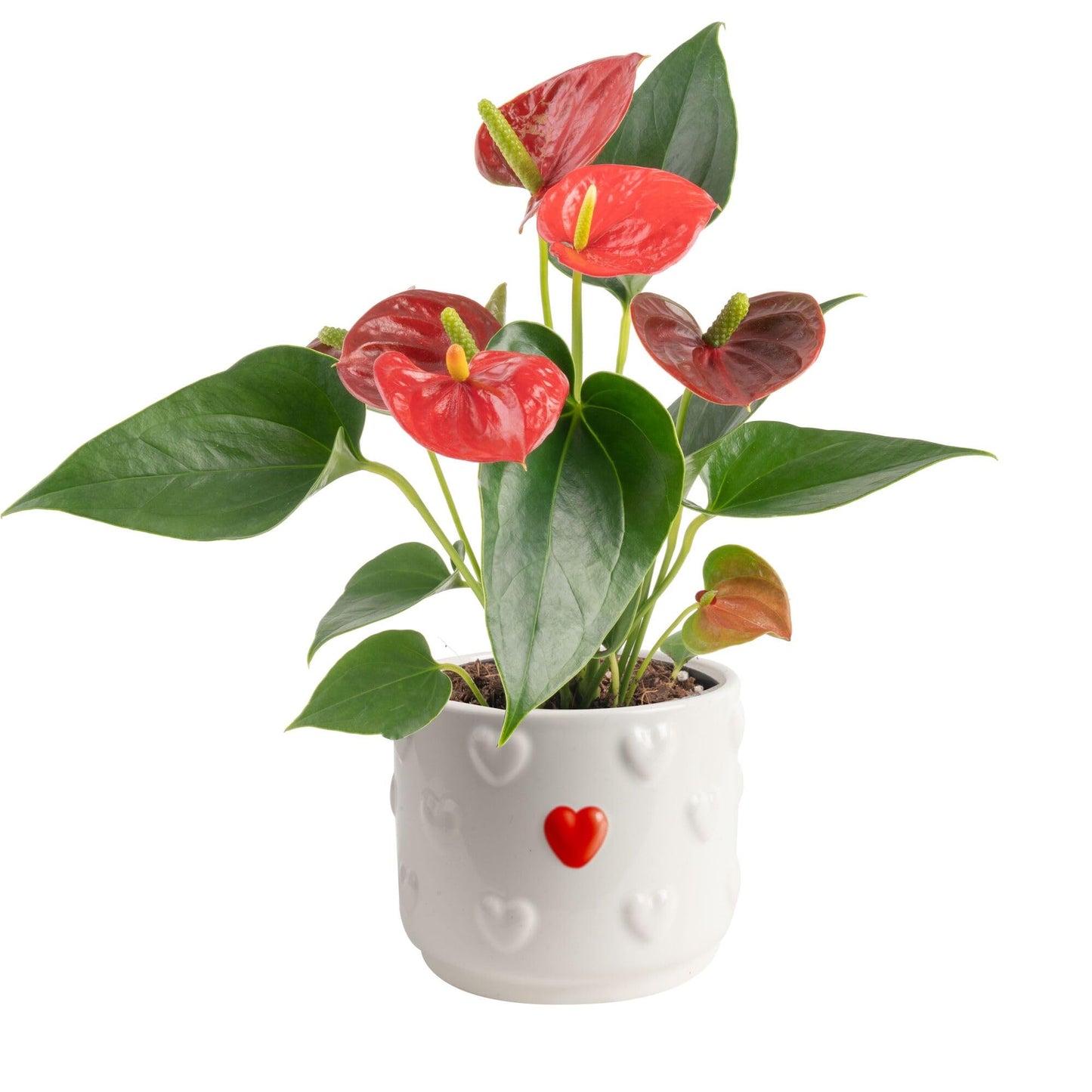 Costa Farms Live Anthurium Indoor Houseplant, Flamingo Flower with Heart-Shaped Red Blooms, 10-14 Inches Tall in Decorative Pot, Natural Air Purifier for Home or Office Decor, Gift for Her