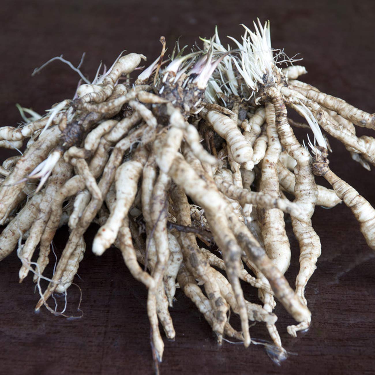Van Zyverden Tall Phlox Paniculata Starburst Set of 5 Roots