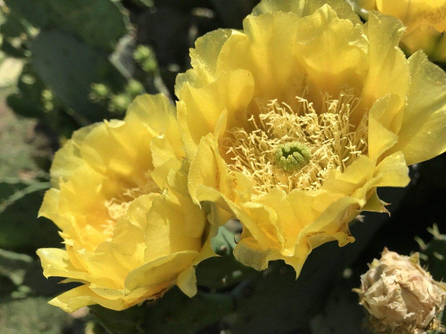 Live Opuntia Prickly Pear Cactus Winter Hardy - One Pad