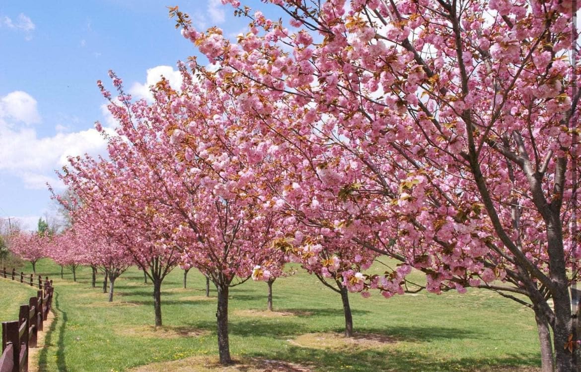 Okame Flowering Cherry Tree - 10-16" Tall Live Plant - Quart Pot - Pink Cherry Blossom Seedling - Prunus 'Okame'