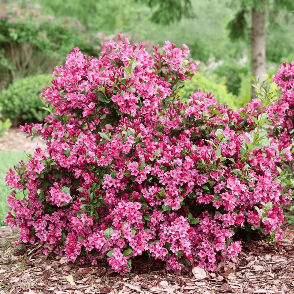 Weigela Rosy Delight – Pink Poppet Weigela, Reblooming Pink Flowering Shrub, Compact Evergreen Garden Accent for Borders & Containers (2 Gallon/Potted/Single)