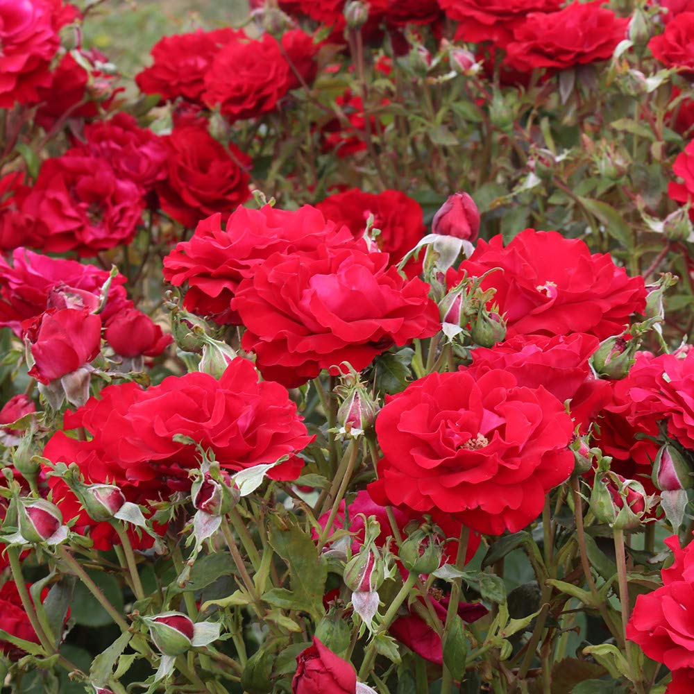 Heirloom Floribunda Roses, Live Own Root Plant for Outdoor Garden, Oh My!™, Lightly FragrantHardiness Zones: 5-10, Repeat Blooming