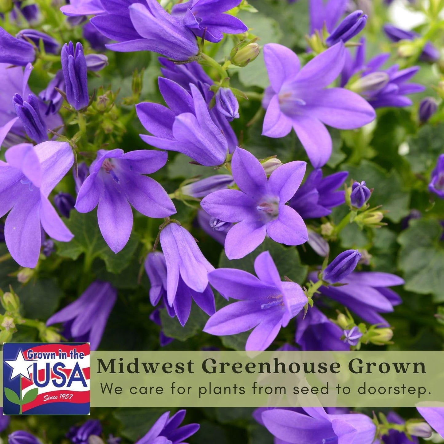 Clovers Garden Campanula (Bellflower) Rapido Blue Plants – Two (2) Live Plants – Non-GMO - Not Seeds - Each 3" to 6" Tall – in 4" Inch Pots – Perennial, Hummingbird & Bee Favorite