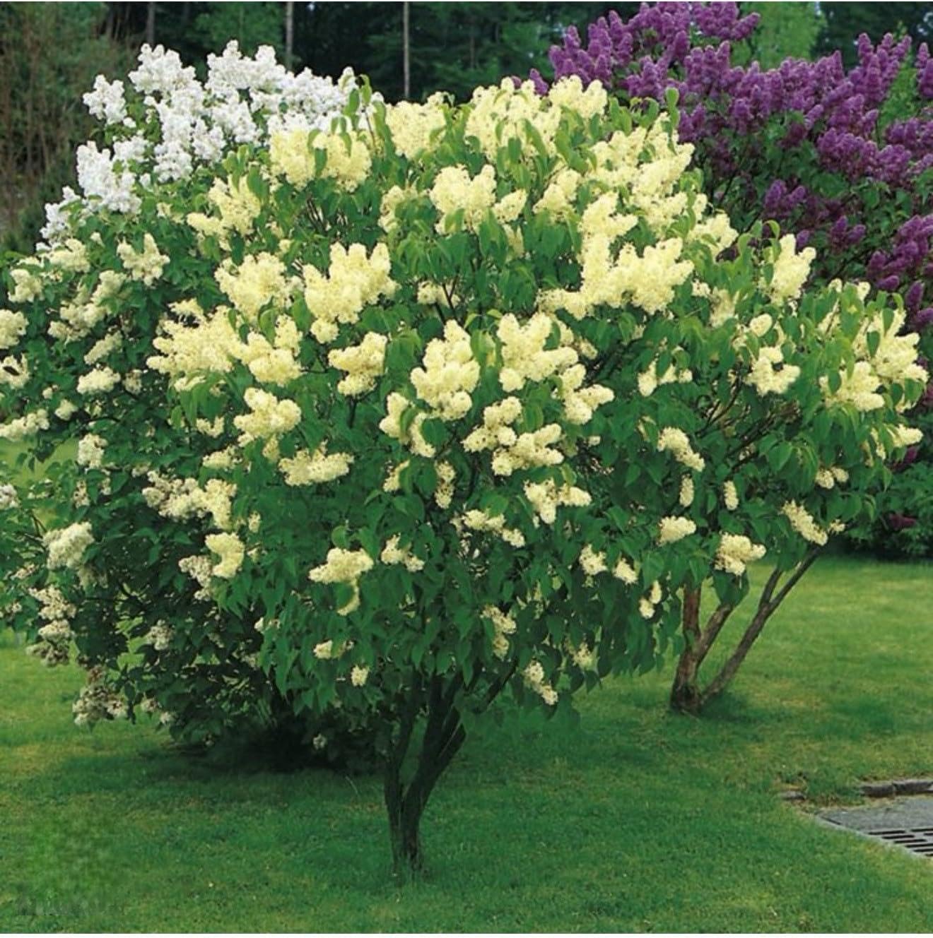 Live Plant - Primrose LilacSyringa VulgarisSmall Well Rooted Starter Plant4-8” Tall