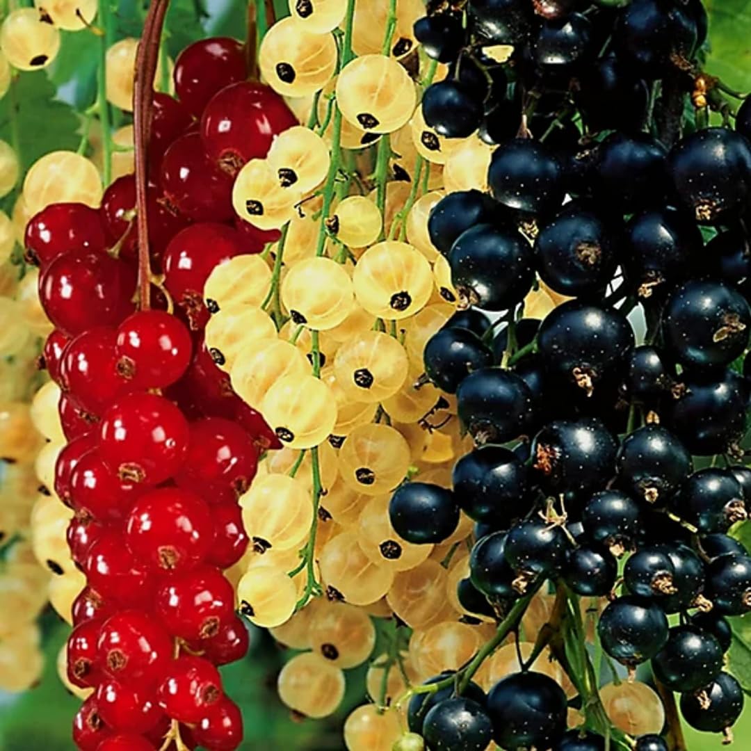 1 Live Currant Bush Plant Fast Growing, Ready Bear Fruit Within 1 Year - No NC, WV, NH, 6-14" Tall, Great for Backyard or Orchard Growing, Currant Plant (Random)
