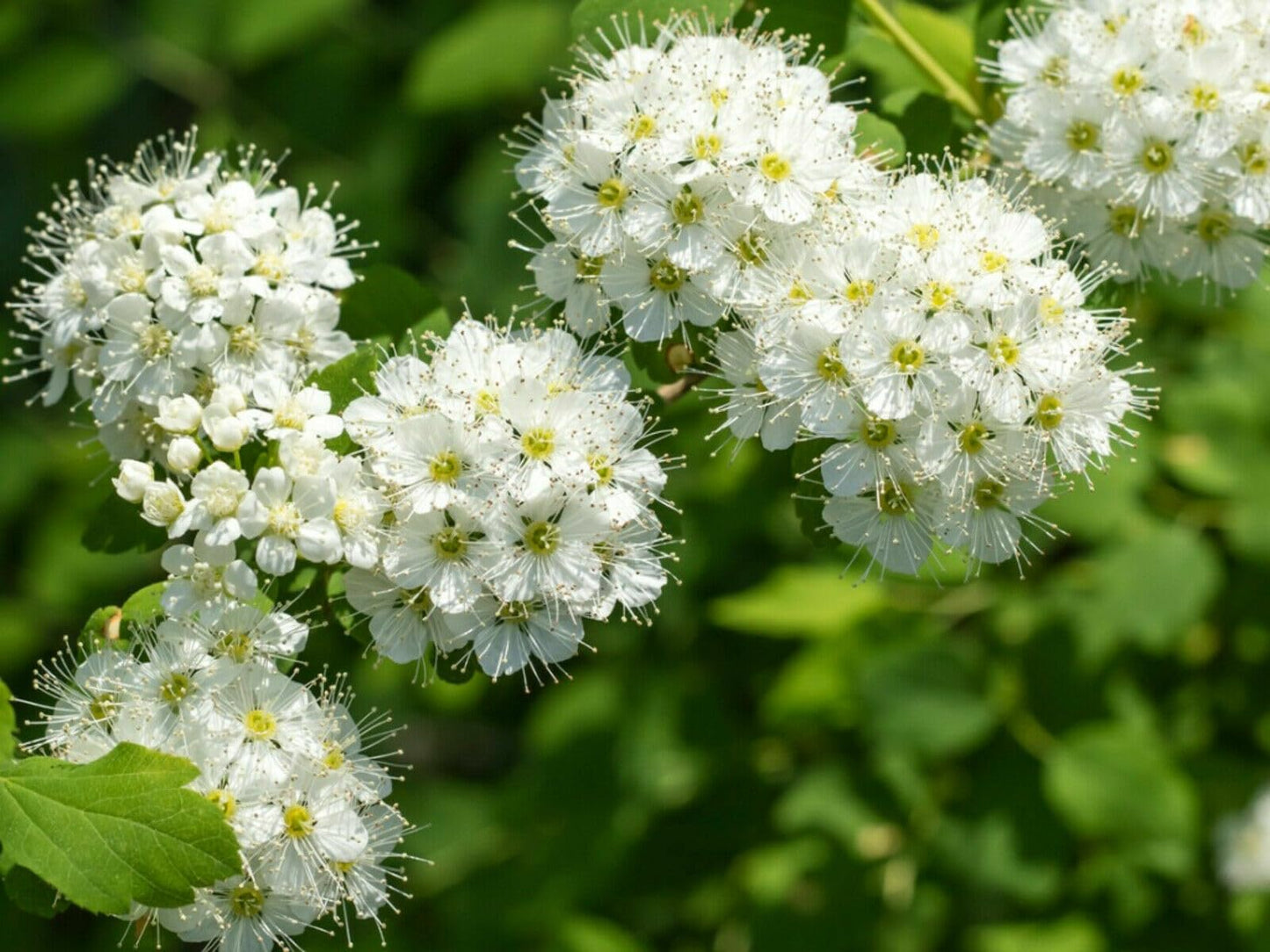 Live Plant - Nannyberry Viburnum Shrub/Bush/Tree - 18-24" Tall Live Plant - Viburnum lentago