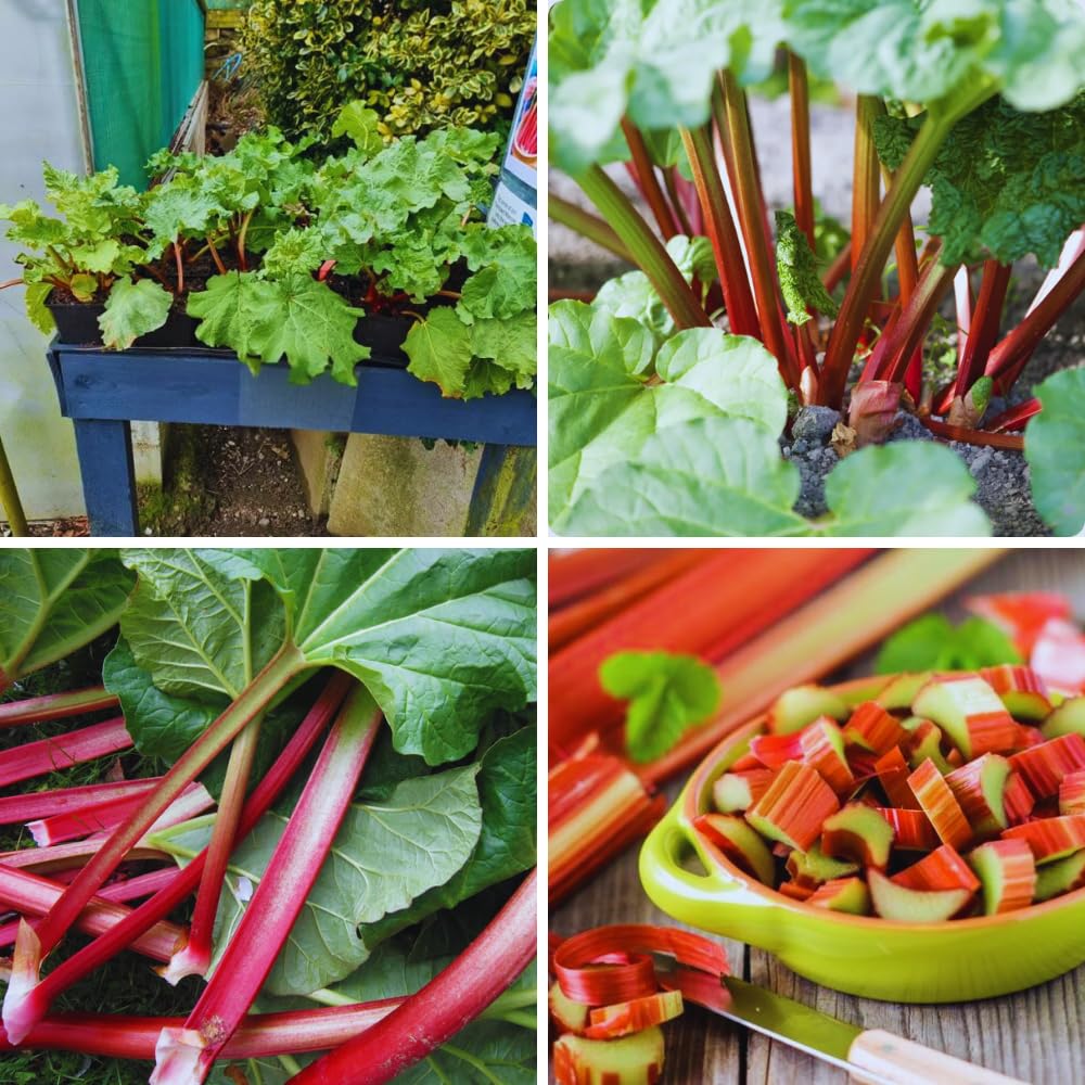 5 Red Rhubarb Roots Crown, Large Rhubarb Rhizomes, Hardy Perennial Vegetable Gardening