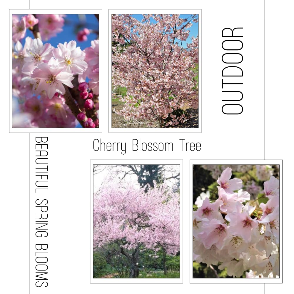 Cherry Blossom Tree Live Plant, 8-12" Tall, Ornamental Flowers for Outdoor Planting, in Pot (Autumn Cherry)
