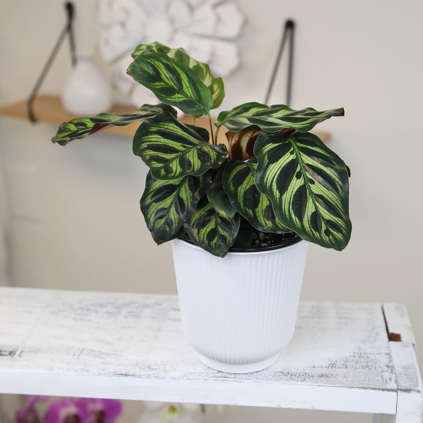 Altman Plants Calathea Live Plant Decor, Makoyana Prayer Plant in 4 Inch White Plastic Plant Pot, Easy Plant Gift, Pet Friendly Plants, Unique Desk Plant, House Plant in Indoor Plant Potting Soil Mix