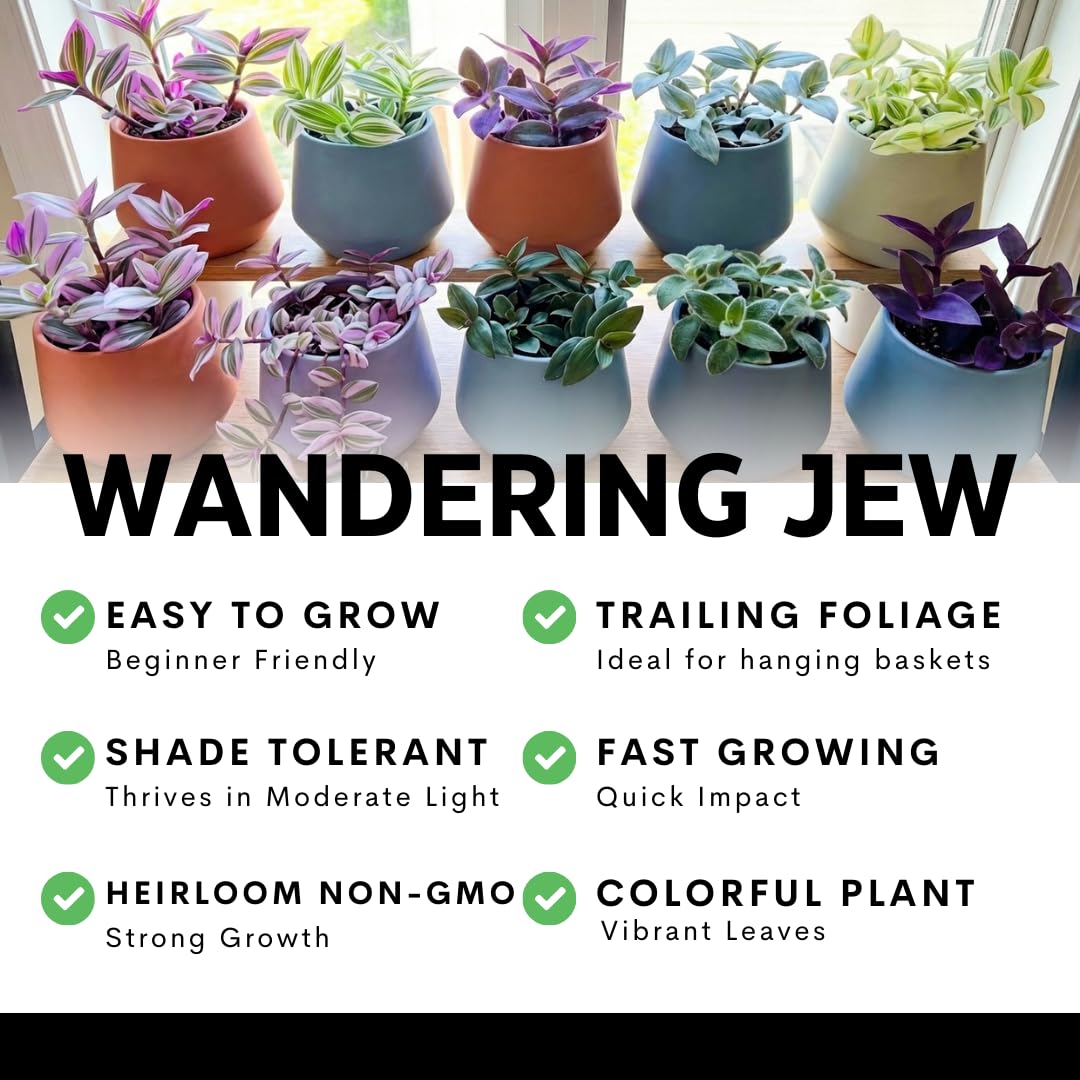 4 Pink Paradise Wandering Jew Cuttings for Growing – Vibrant Pink & Purple Variegated Houseplant – Easy to Grow Indoor Trailing Plant, Tradescantia