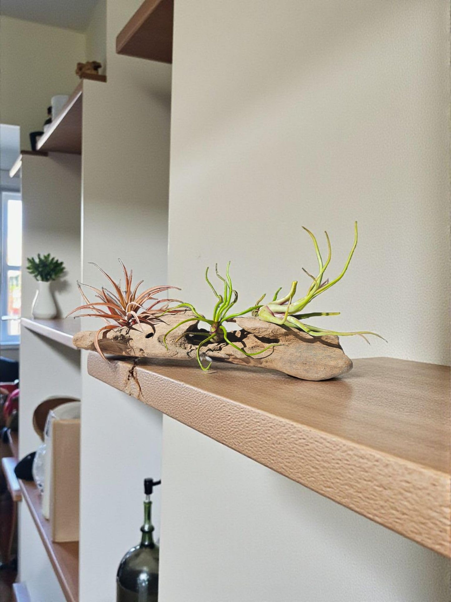 It Blooms Rainforest Grown 5 Pack Ionantha Mexican Air Plants Assorted Sizes - Live Tillandsia - 30 Day Guarantee