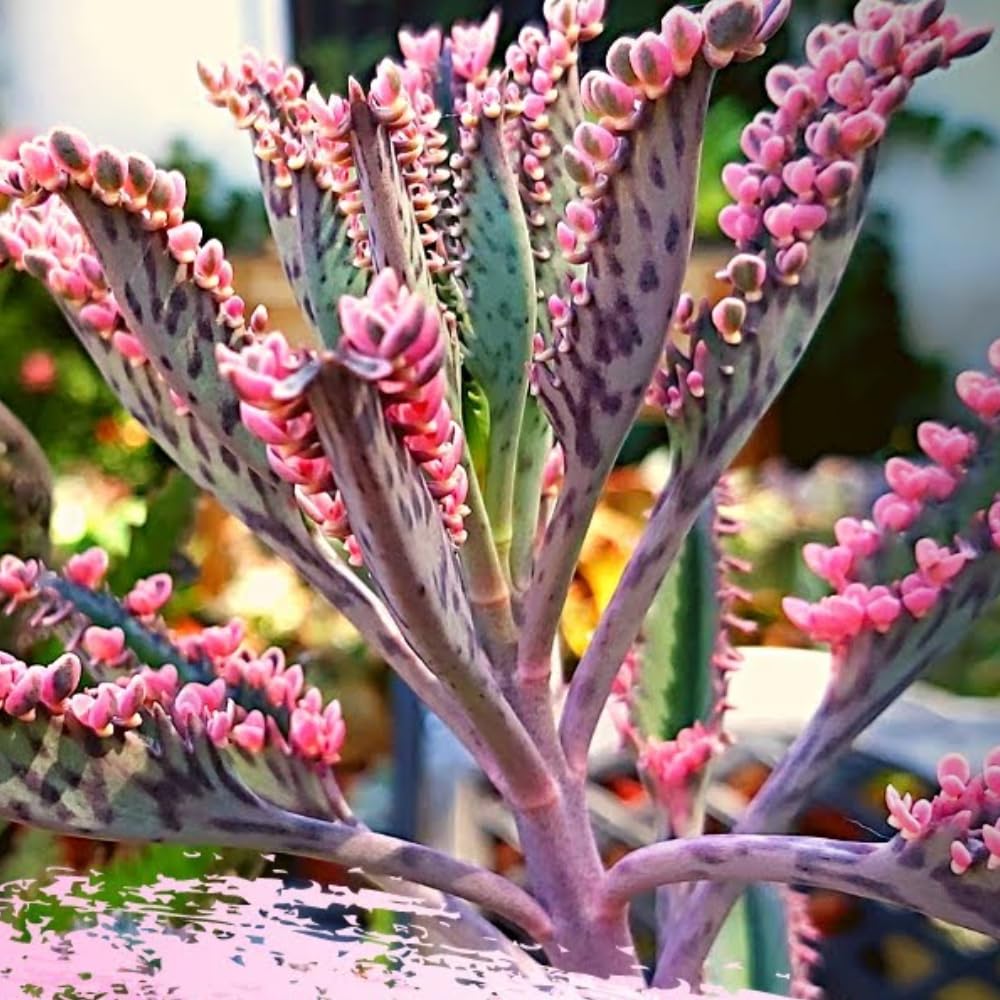 Kalanchoe Pink Butterfly Plant Live, Pink Kalanchoe Plant Live in 2 Inches Pot, Variegated Mother of Thousands Succulent Houseplant