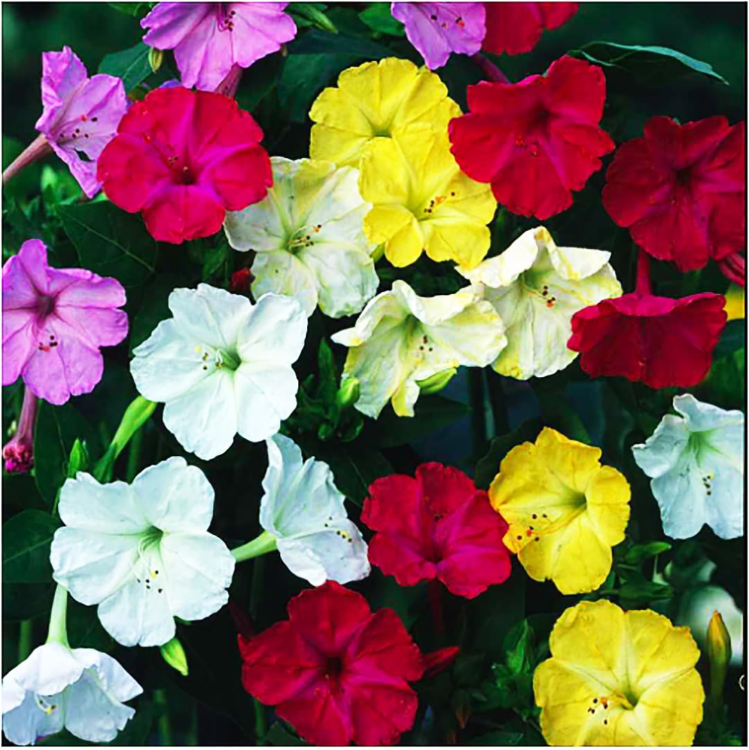 80 Mixed Four O'Clock Seeds - Tender Perennial that Reseeds Easily