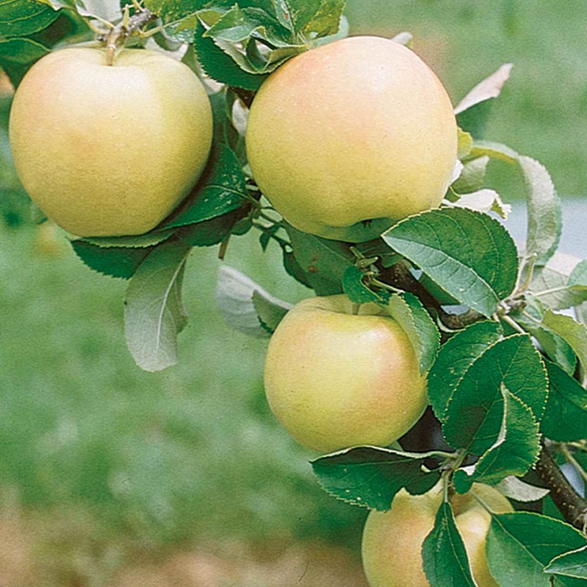 Pristine Apple Dormant Starter Bare Root Standard Fruit Tree, 1-Pack - Due to State restrictions Can't Ship to Montana