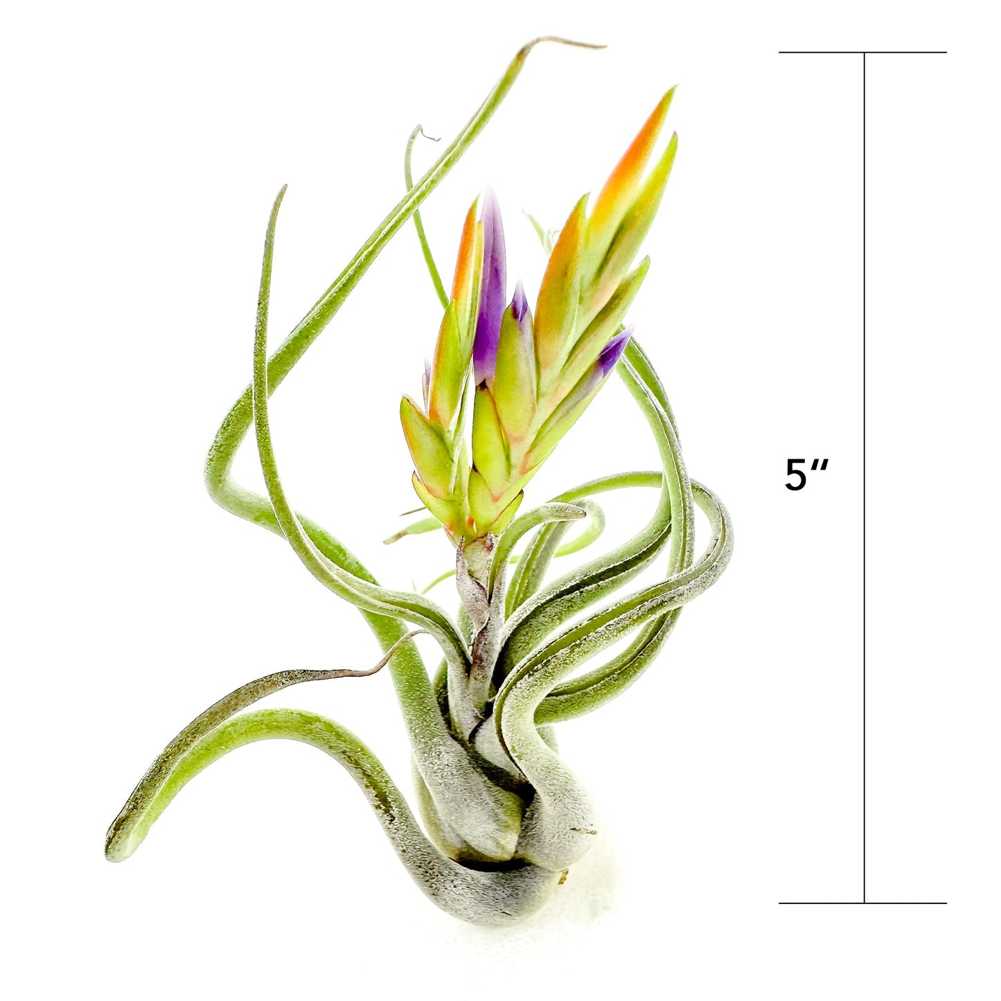 ragnaroc Air Plants - Flowering Tillandsia Caput Medusae, Large 5-7" - 2ct - Live Arrival Guaranteed - House Plants for Home Decor & Gift