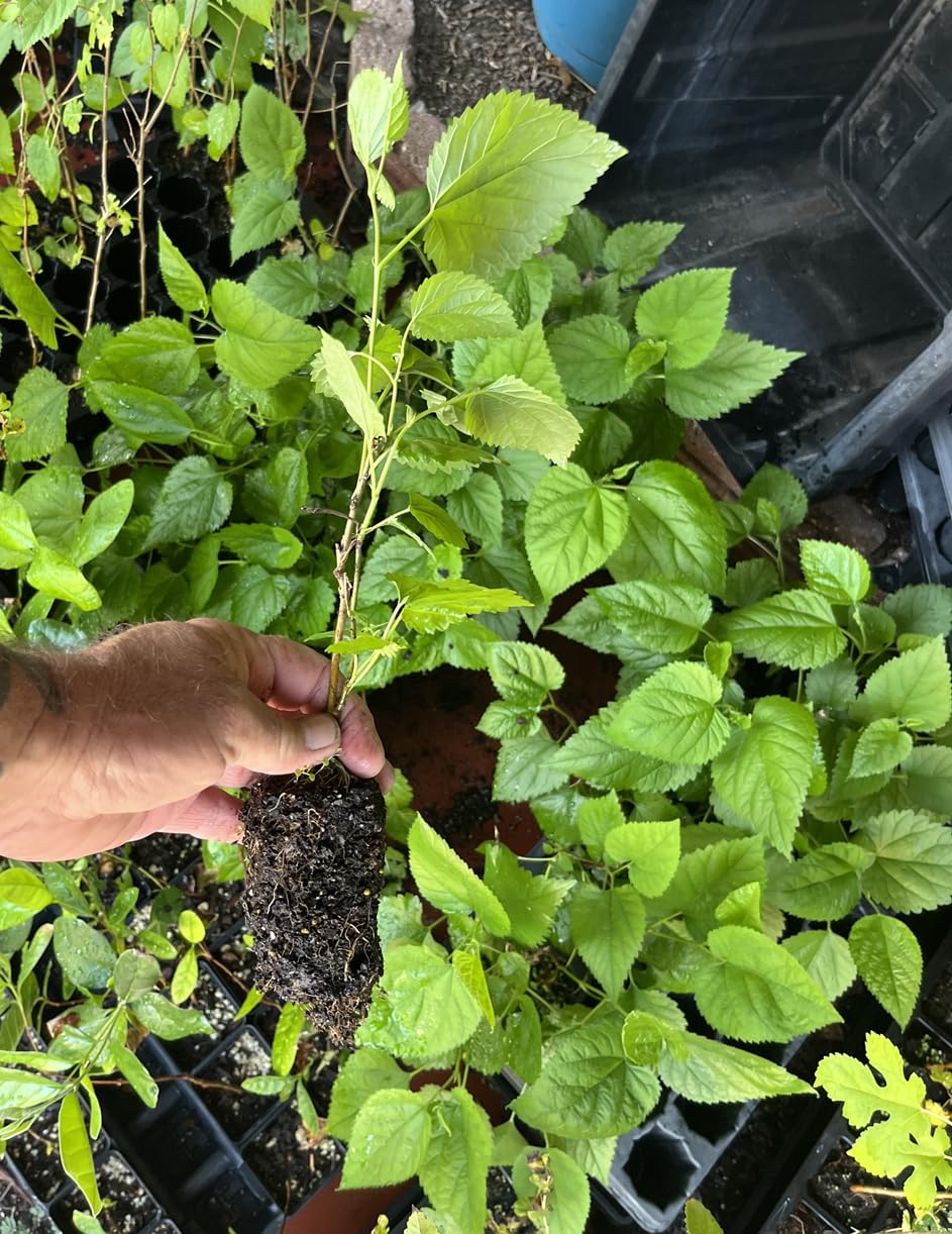Red Mulberry Tree - Morus Rubra - Live Plant - Not Dwarf