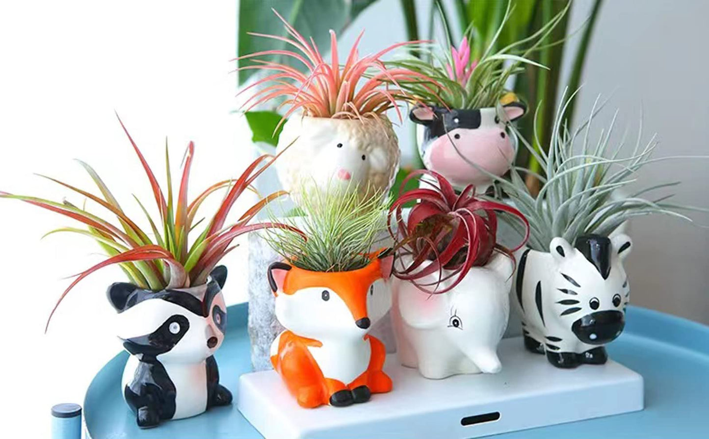 Melphoe 6Pcs Air Plant Holders Cartoon Shaped Small Succulent Pot Animal Planter Small Ceramic Pot Drainage for Mini Plant Cactus Flower, Tillandsia Air Fern, Display Stand Home, Office Desktop
