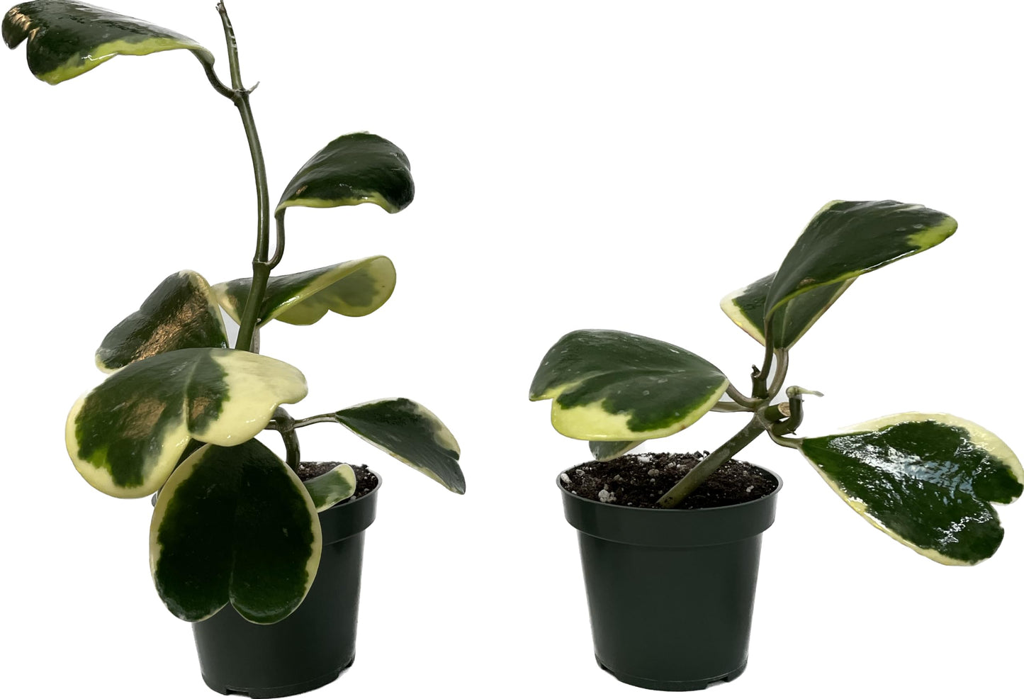 Variegated Hoya Kerrii - Hoya Plants Live Houseplant - Live Hoya Plant - Outer Variegated Hoya Kerrii - Plant Gift - Air Purifying