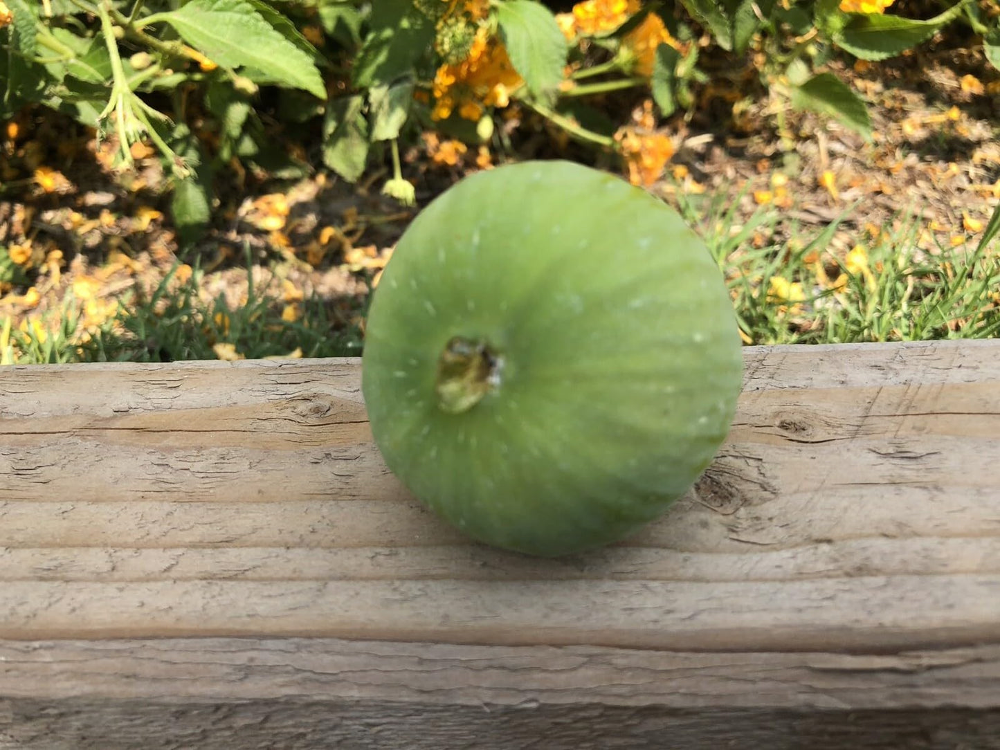 Live Plant - Fig Tree cuttings White Adriatic