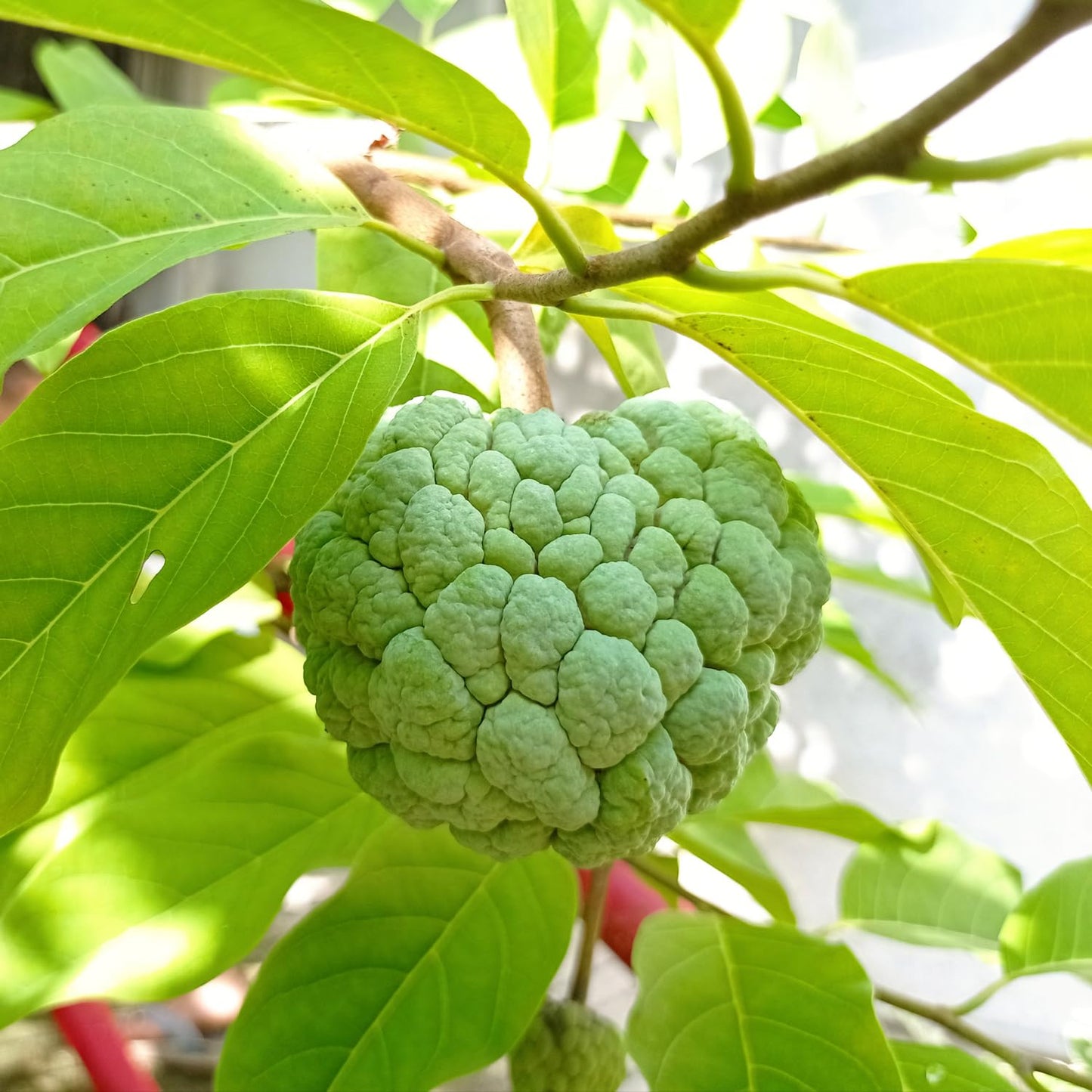 Sugar Apple Tree Live Plant, 1.5-2.5 Feet Tall, Annona Squamosa Sugar Apple Fruit Tree in Gallon Pot, No Ship CA