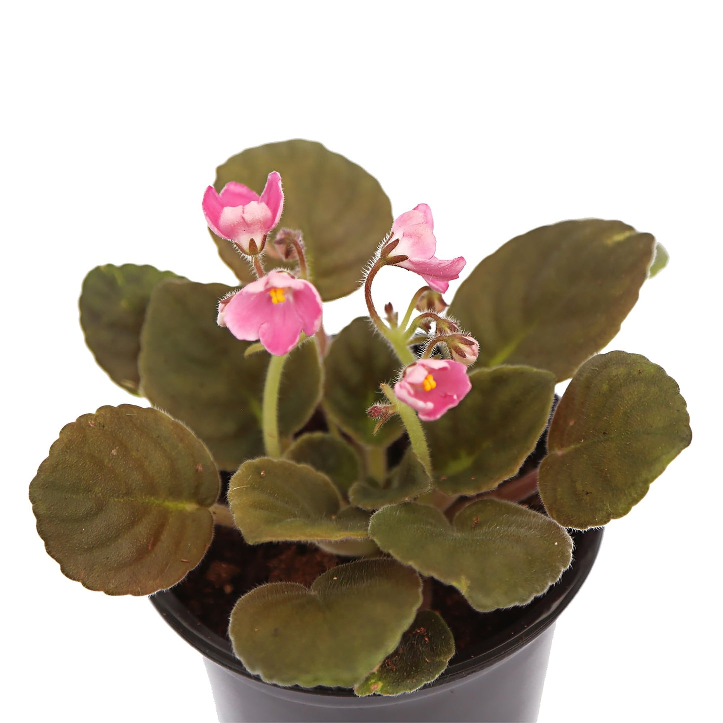 Live Combo 4 Plants African Violets, Blooming Plant, Plant Lover Gift, Housewarming Gift, Birthday Gift, Floral Arrangements, Thank You Gift in 4" Pots