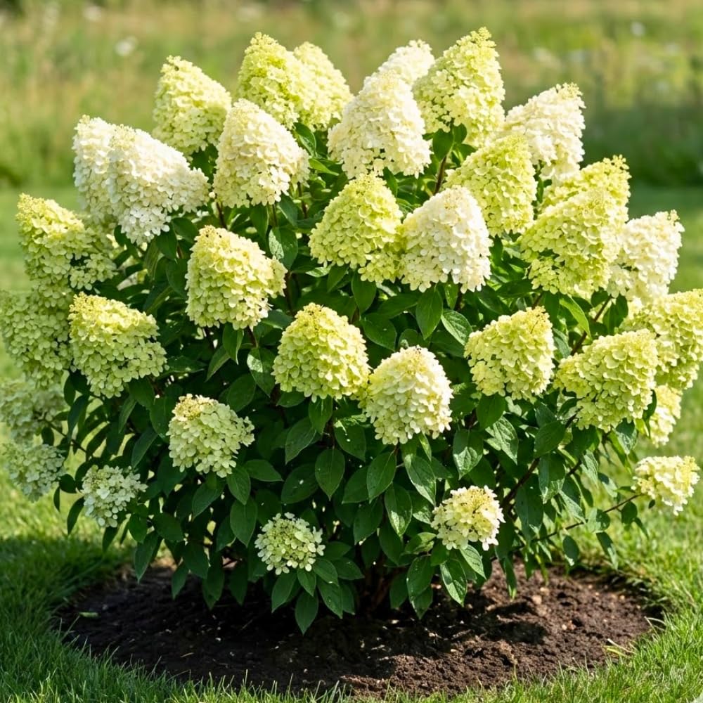 Light Lime to Pink Cream Hydrangea Plant Live Tree, Rare Color, 4" Pot, Perennial and Hardy Blooming Shrub for Garden Spring Planting