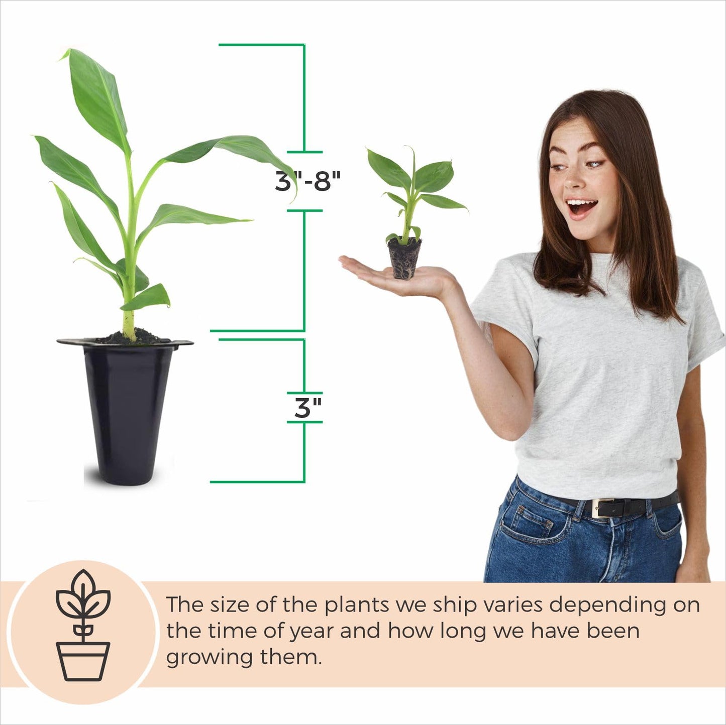 Banana Trees Grand Nain (4 Pack) | Easy to Grow Banana Plants | Edible Fruit Live Plant for Sustainable Living | Grow Your own Food on Your Edible Organic Garden| Live for Planting|
