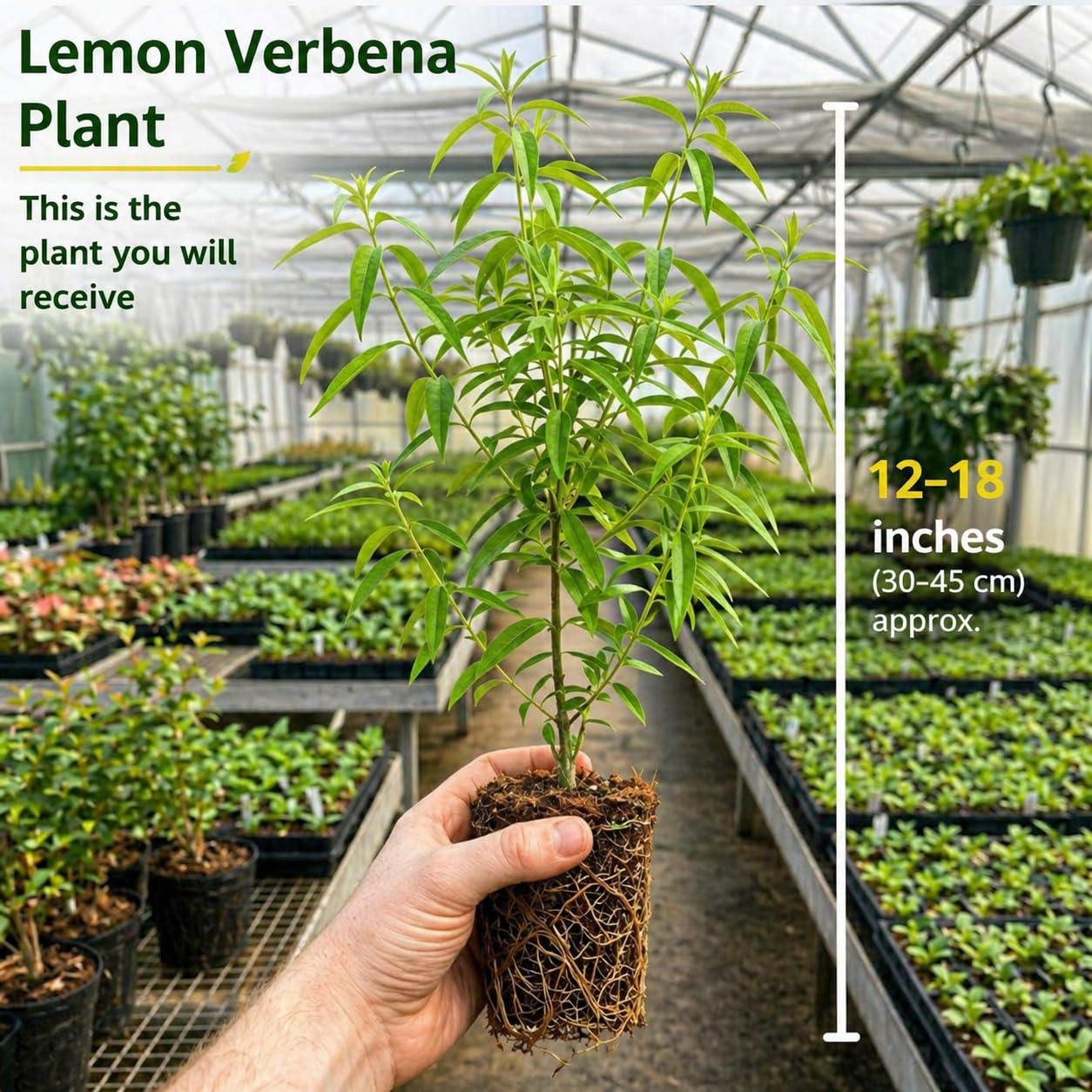 Lemon Verbena Plant, 4-Inch Tall, Well Rooted, Easy Care, Aromatic and Edible Herb Live Plant, Ideal for Containers, Patio & Outdoor Planting