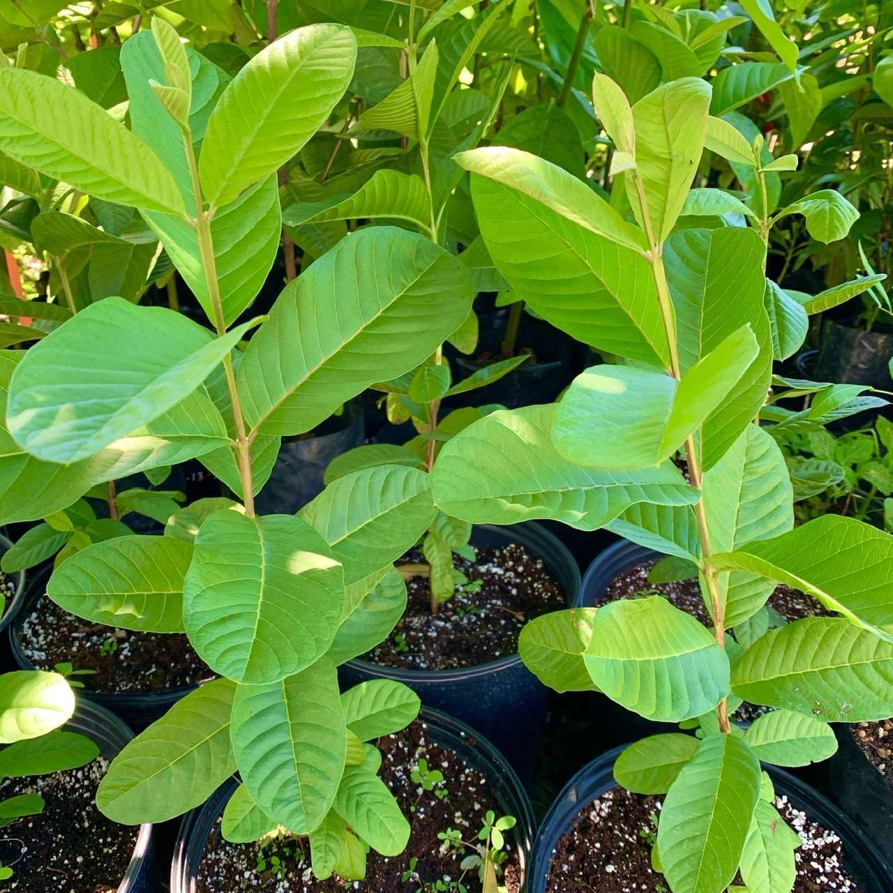 Live Plant - Guava Pear (Psidium Guajava L.) Tropical Live Big Fruit Tree 12”-24” Tall