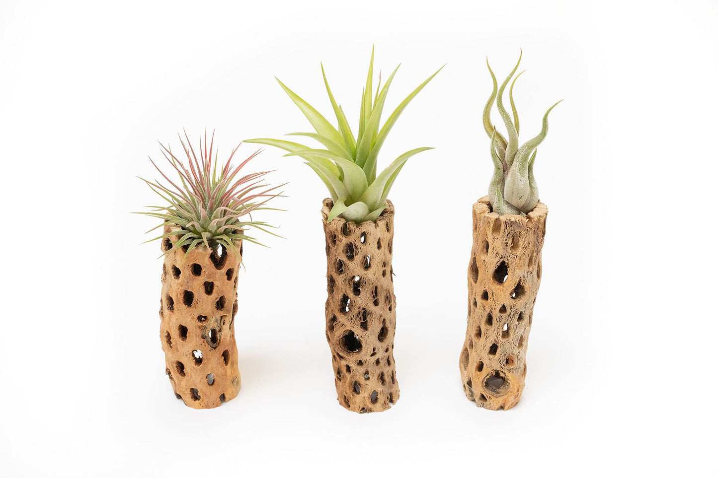 Air Plant Shop 6 Inch Natural Cholla Wood Container with Tillandsia Assorted Air Plants- Wholesale and Bulk - Succulents - Live Tillandsia - Easy Care Indoor and Outdoor House Plants (Pack of 1)