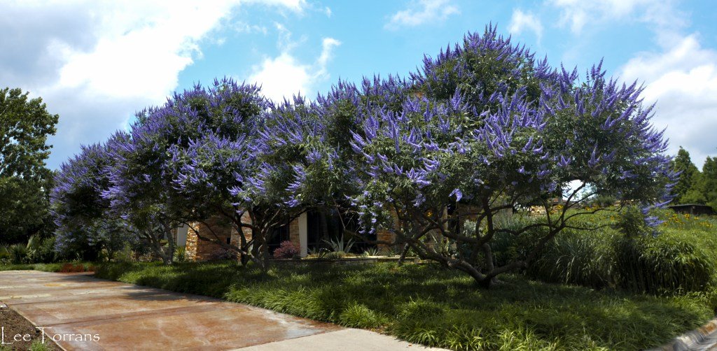Bundle of 12 Texas Lilac Vitex Chaste Trees - Live Lilac Bush Plants - Quart Containers - FIBROUS Root System - Purple Blooms - Crape Myrtle Guy