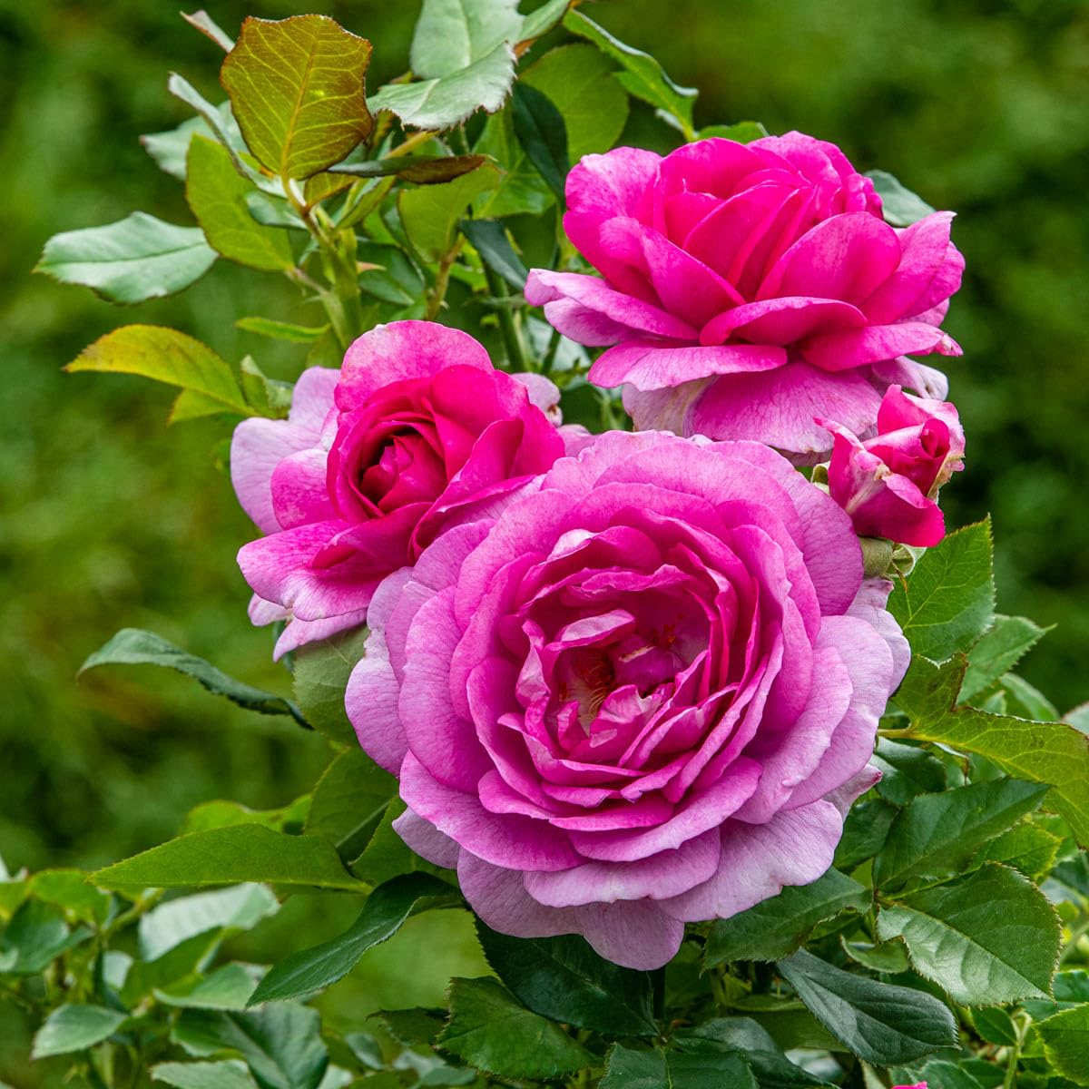 GARDENS ALIVE! - Perfume Factory Pink Flowering Hybrid Tea Rose Bush Dormant Bare Root Starter Plant, One Plant per Offer