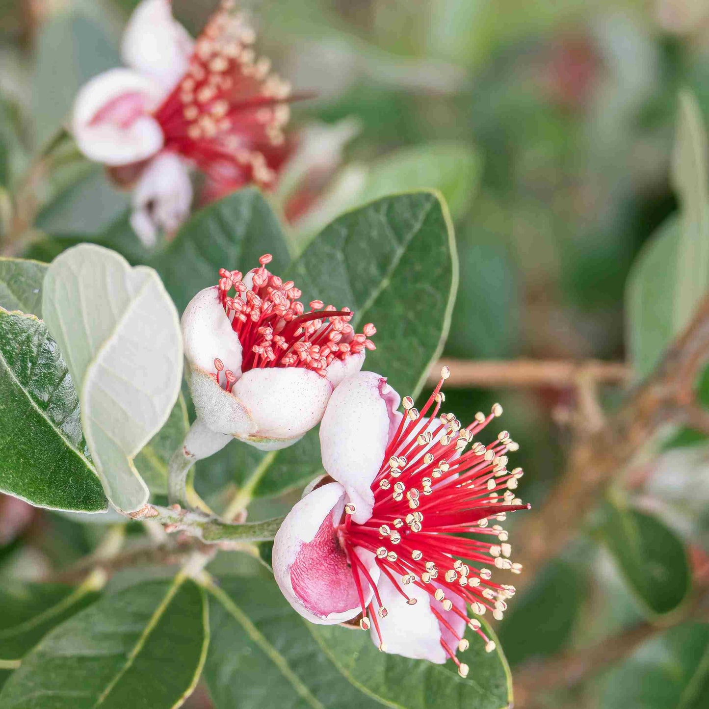 Fejoa Pineapple Guava Silver Leaf - Live Fruit Plant - Edible Landscape - ACCA sellowianna - White Flower - Emerald Goddess Gardens - Starter Sz 4 Inch Pot