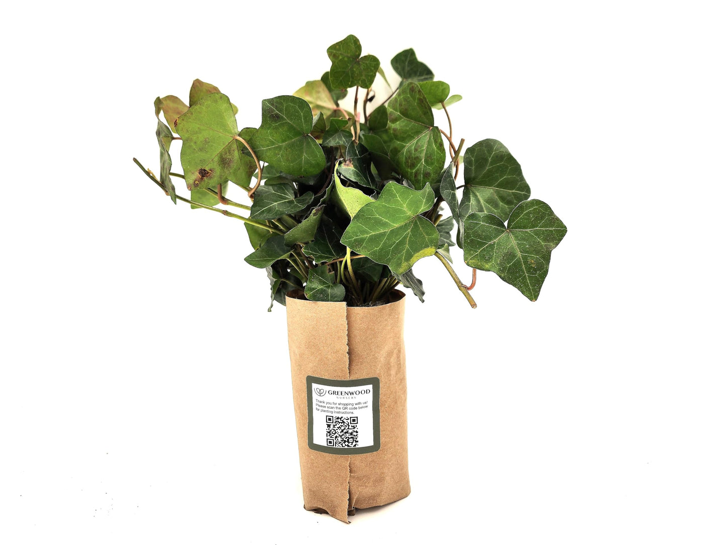 Greenwood Nursery: Live Ground-Cover Plants - English Ivy + Hedera Helix - [Qty: 25 Bare Roots] - (Click for Other Available Plants/Quantities)