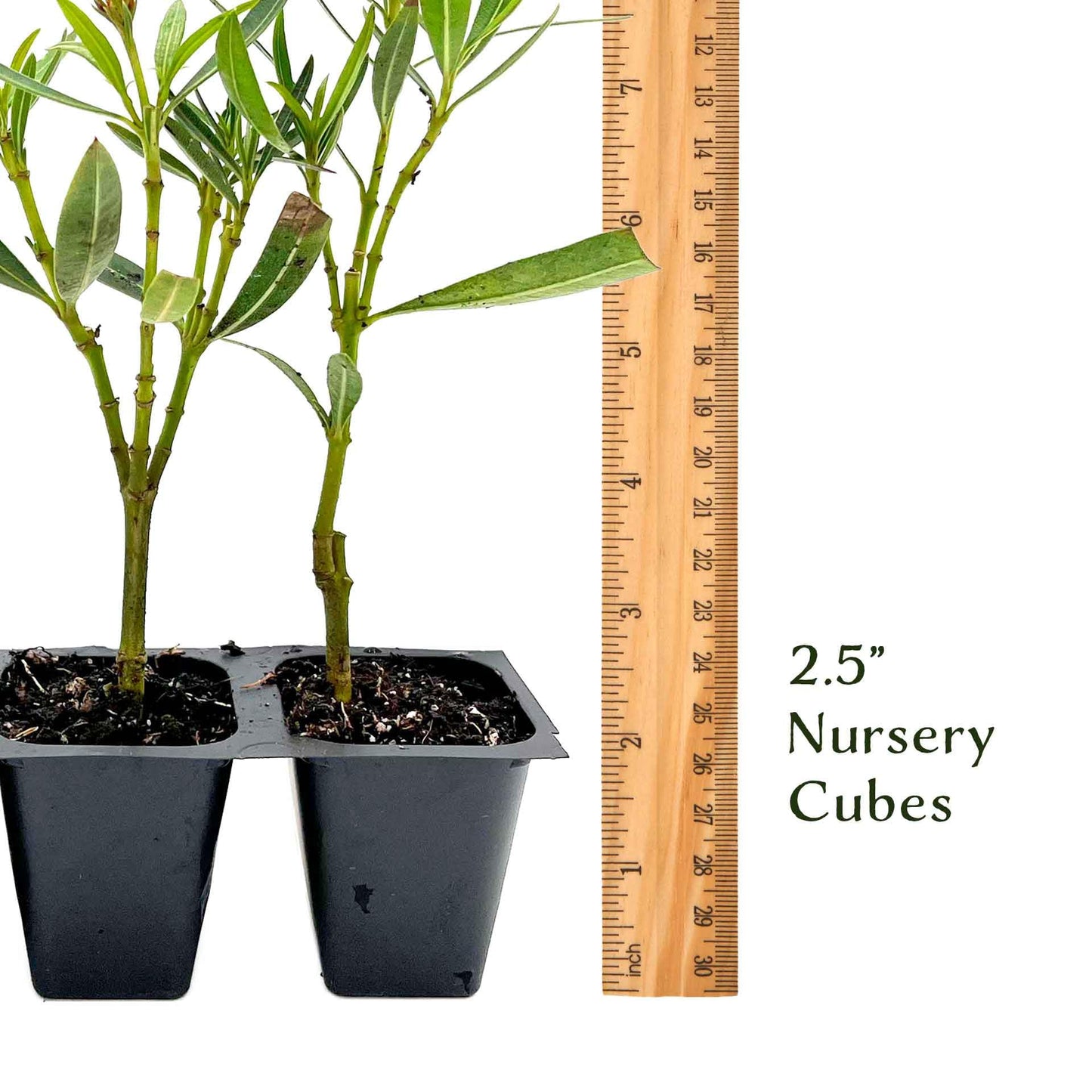 6 Petite Pink Oleander – Dwarf Evergreen Rosey Flowering Shrub for Hedges, Borders & Containers (Nerium Oleander ‘Petite Pink’) in 2.5″ Cubes, Live Plants