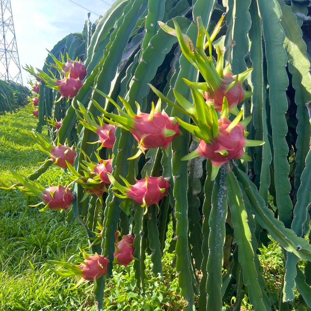 4" Red Dragon Fruit Live Plant, Tropical Dragon Fruit Live Plant in Pot, Tropical Tree for Planting Garden