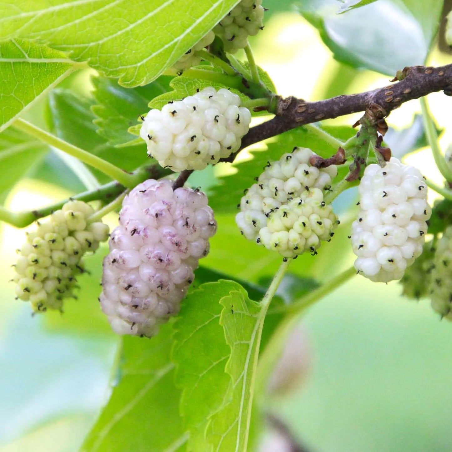 2 White Mulberry Plants - 12-18" Tall Live Plants - Sweet Mulberry Fruit Trees for Planting - Edible Berries Seedlings - Murus Alba - (2 Pack)