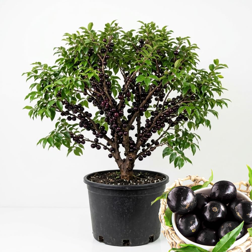 Jaboticaba Tree Live Plant in 3 Gallon Pot, Jaboticaba Sabara, Black Grape Fruit Trees from 2 to 3 Feet Tall for Outdoor Planting, No Ship to CA