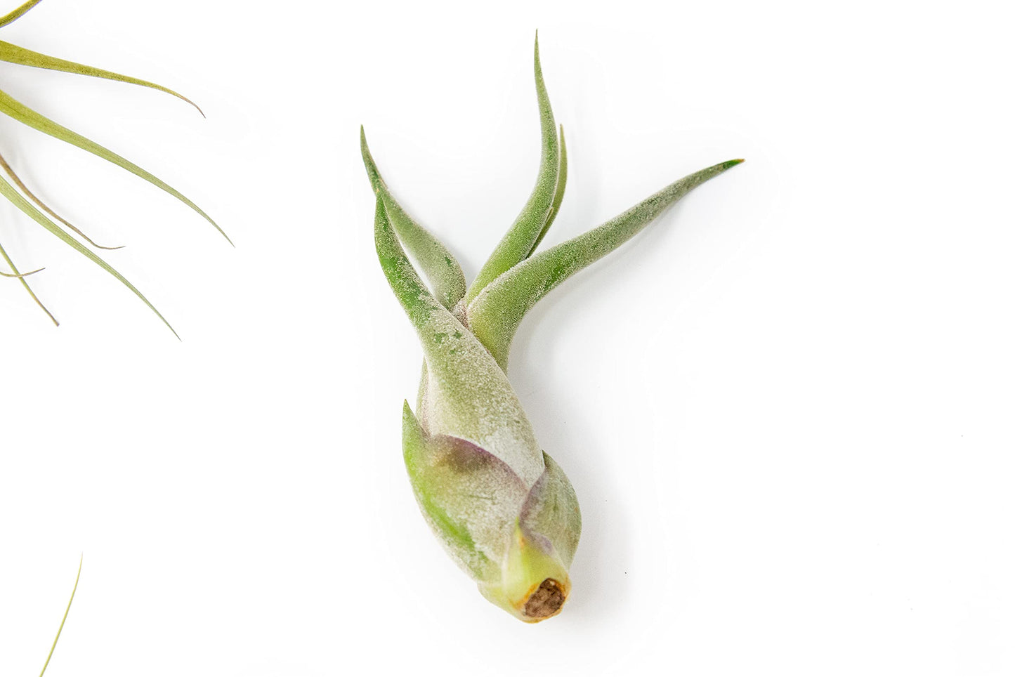 5 Pack of Classic Air Plants Variety - Live Succulent House Plants - Available in Wholesale and Bulk - Home and Garden Decor - Easy Care Indoor/Outdoor Air Plant